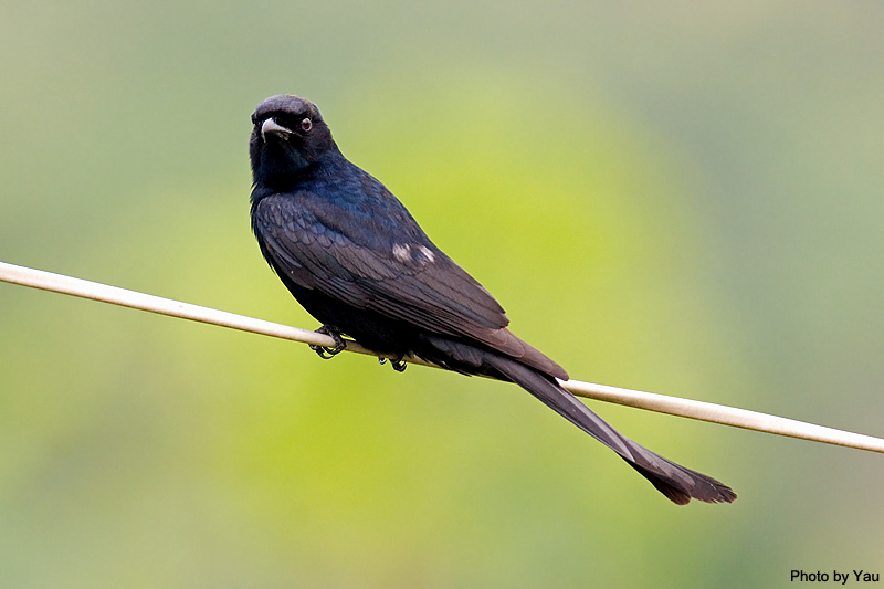 黑卷尾 black drongo